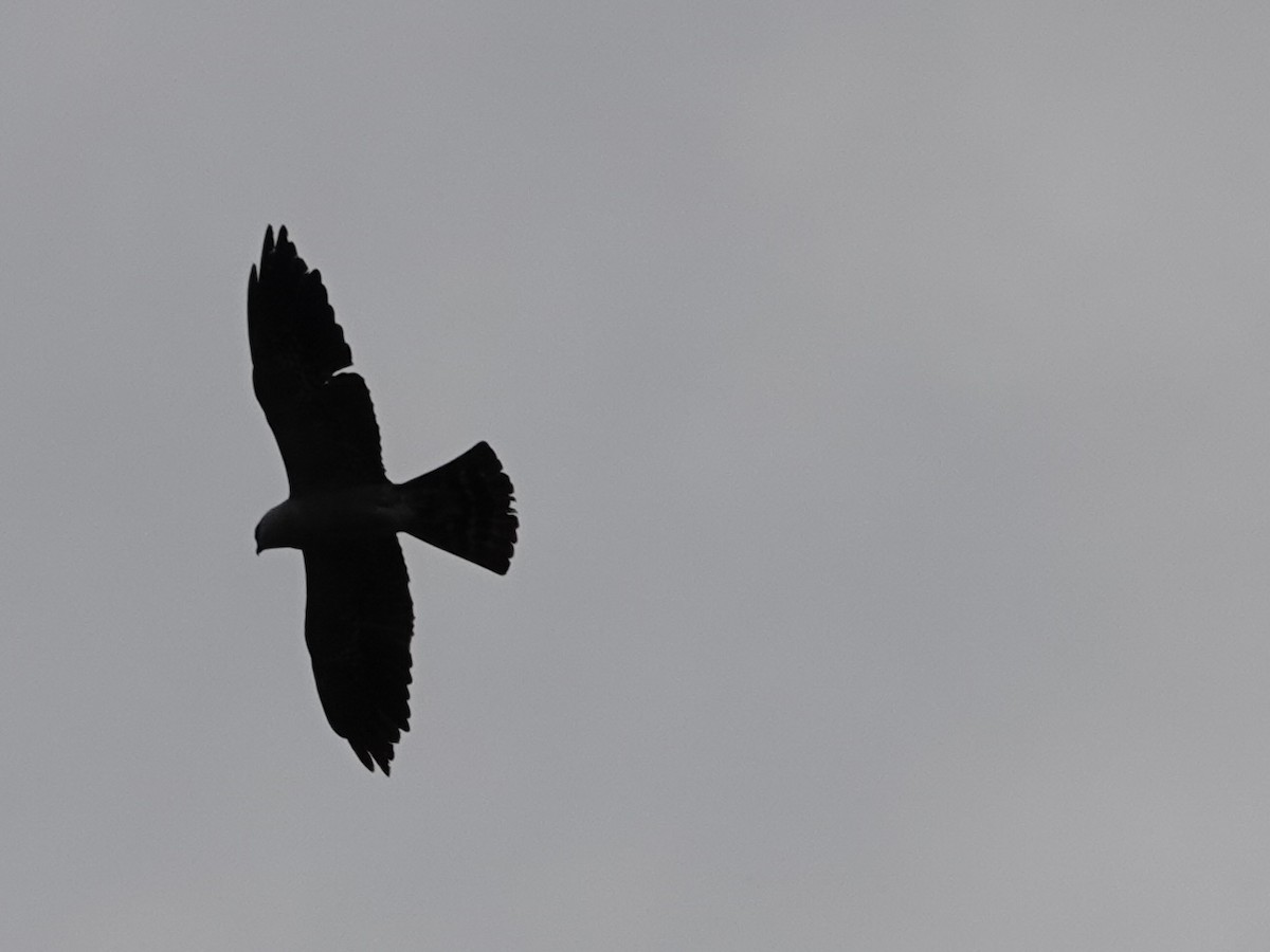 Mississippi Kite - ML641145664
