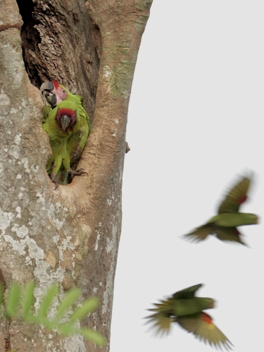 Great Green Macaw - ML641145669