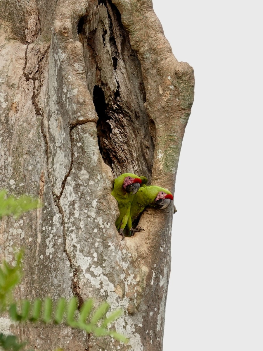 Great Green Macaw - ML641145670