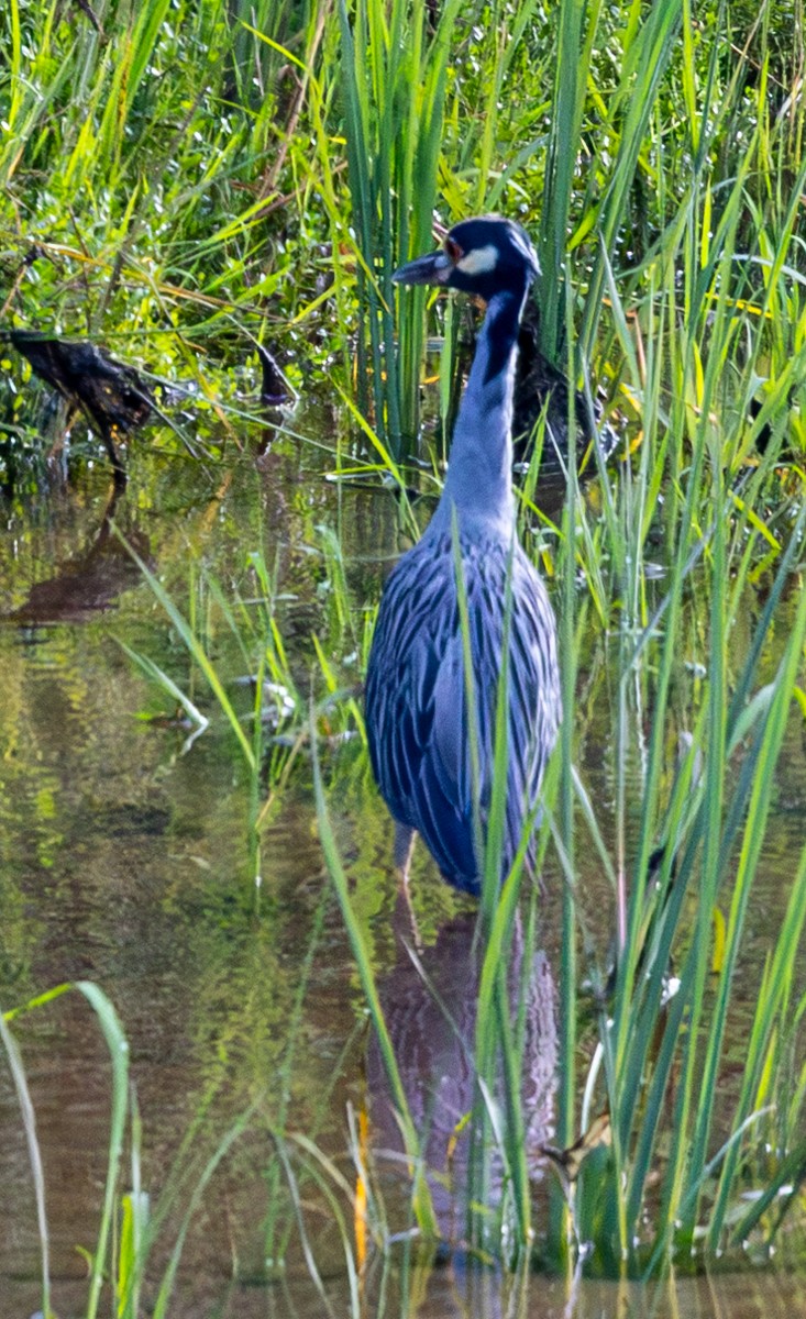 Yellow-crowned Night Heron - ML641145676
