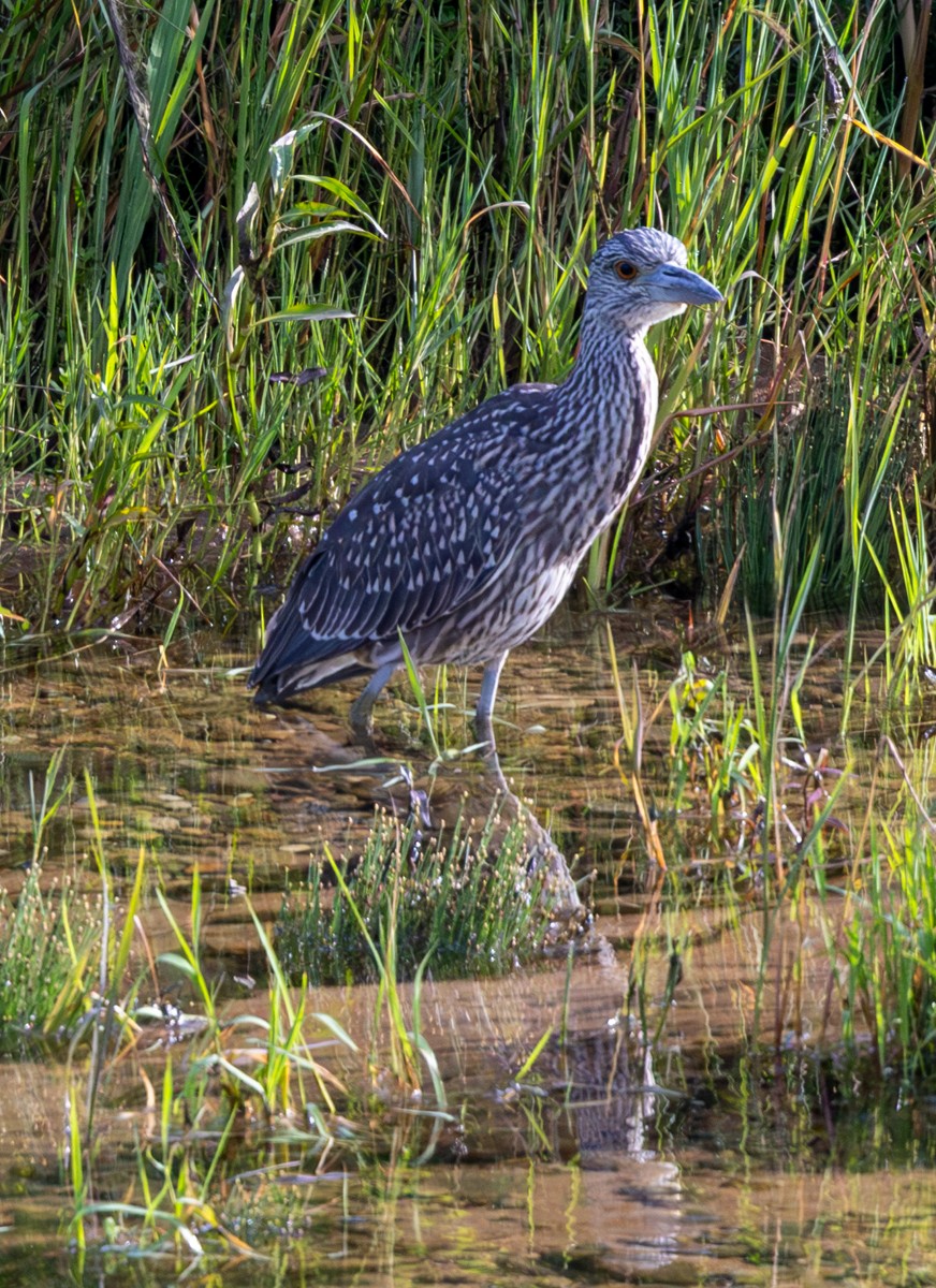 Yellow-crowned Night Heron - ML641145677