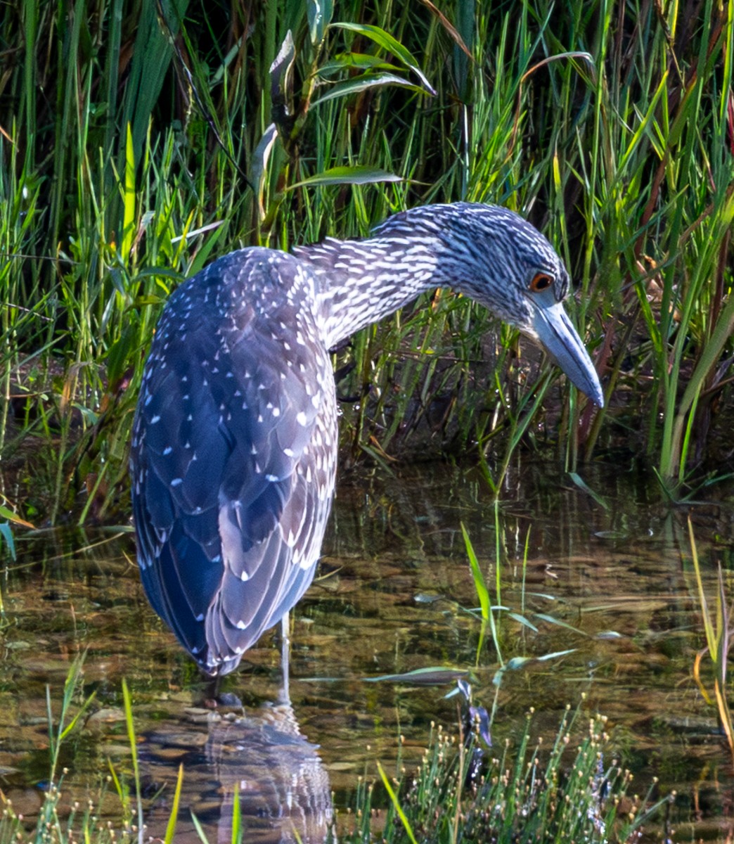 Yellow-crowned Night Heron - ML641145678