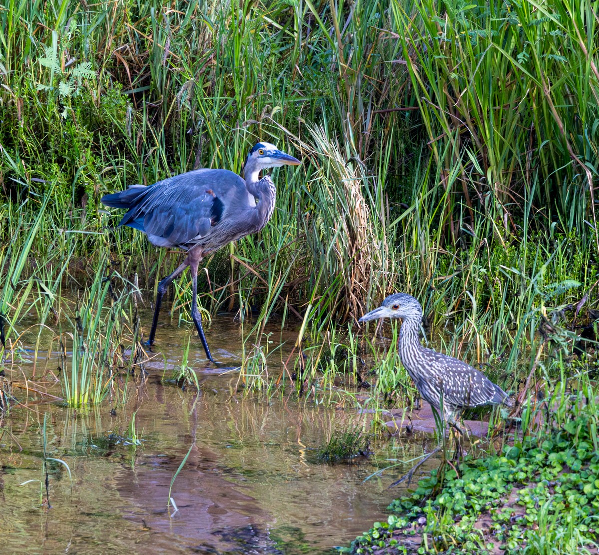 Yellow-crowned Night Heron - ML641145679