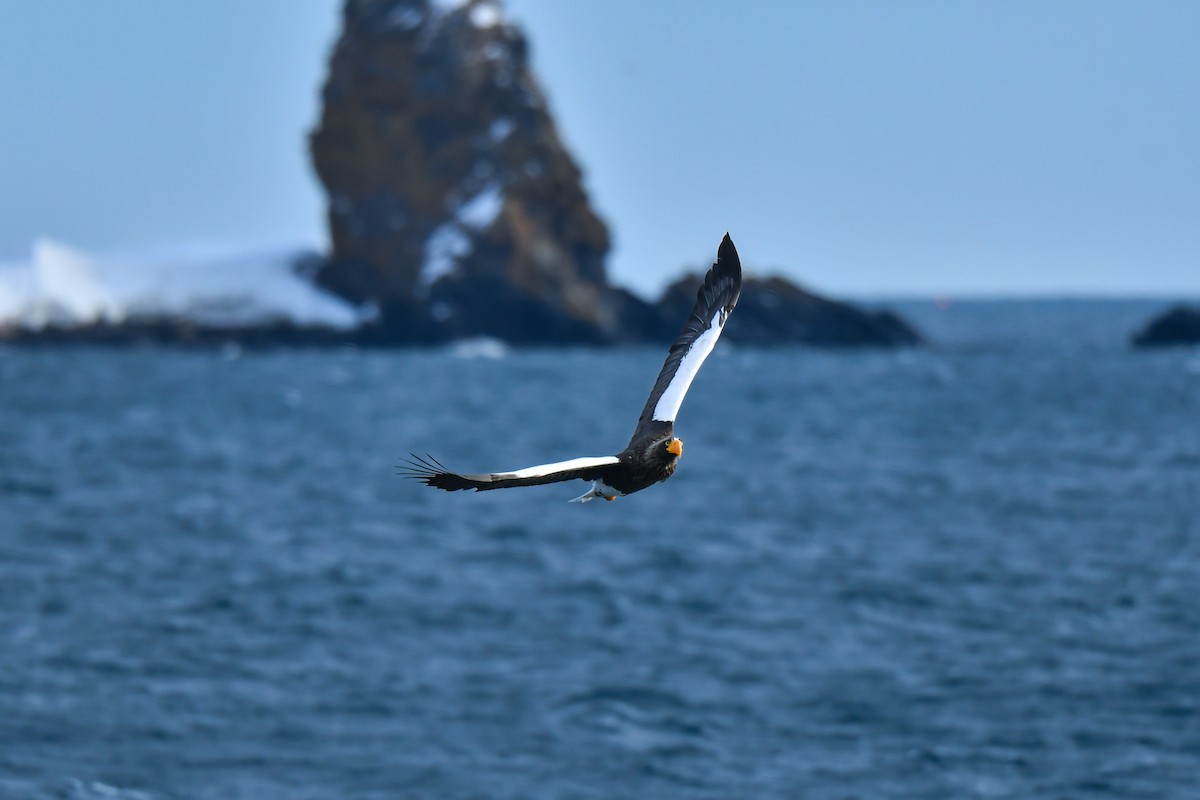 Steller's Sea-Eagle - ML641145690