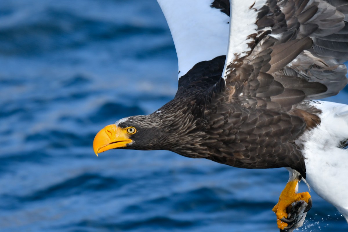 Steller's Sea-Eagle - ML641145691