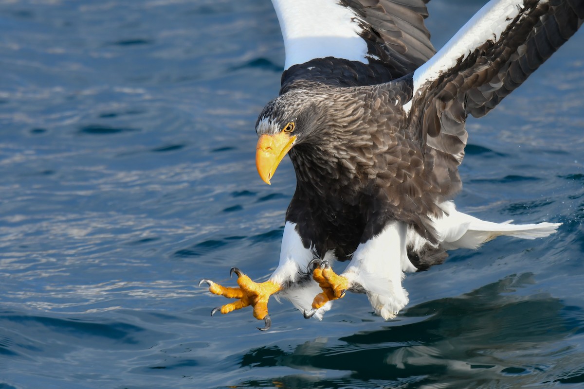 Steller's Sea-Eagle - ML641145692