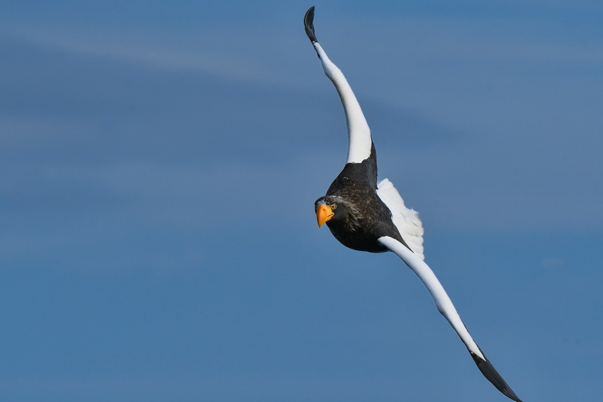Steller's Sea-Eagle - ML641145694
