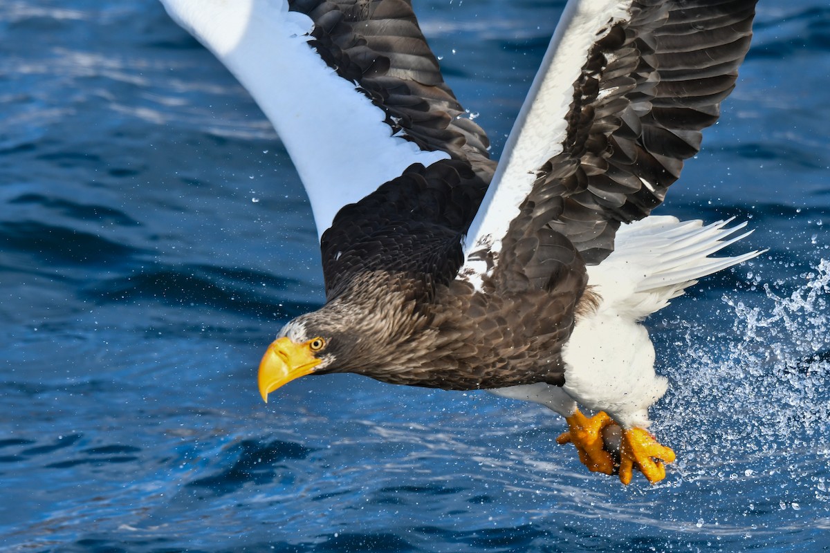 Steller's Sea-Eagle - ML641145695