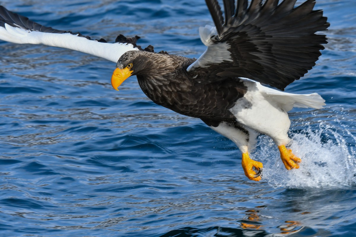 Steller's Sea-Eagle - ML641145696