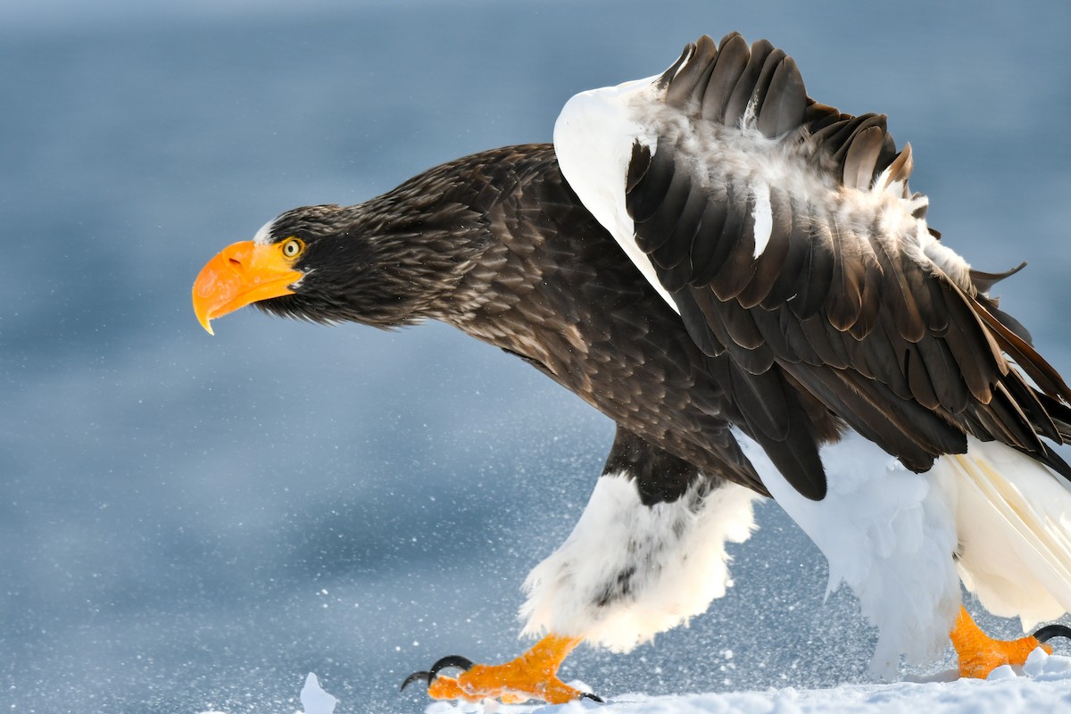 Steller's Sea-Eagle - ML641145697