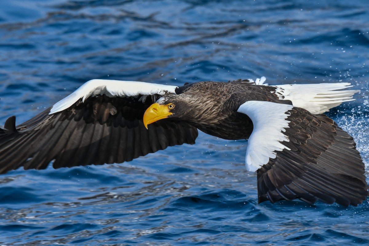 Steller's Sea-Eagle - ML641145698
