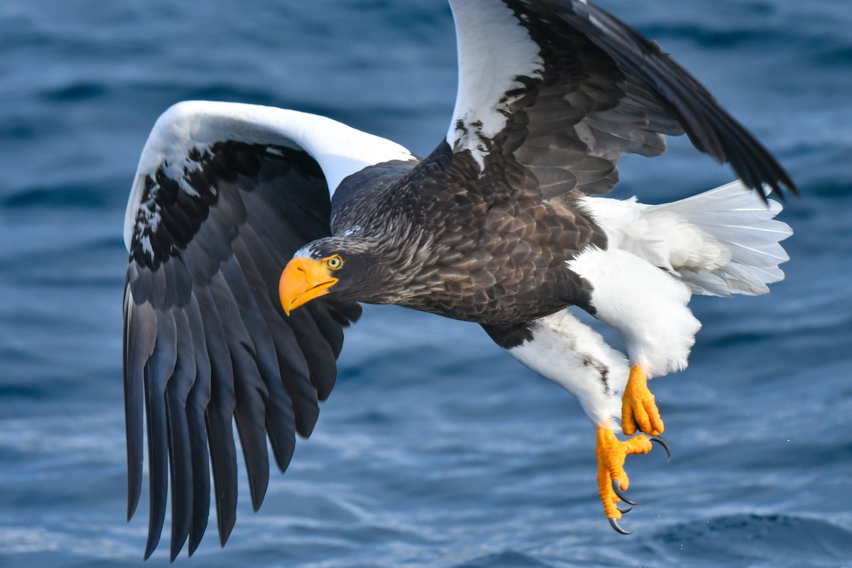 Steller's Sea-Eagle - ML641145700