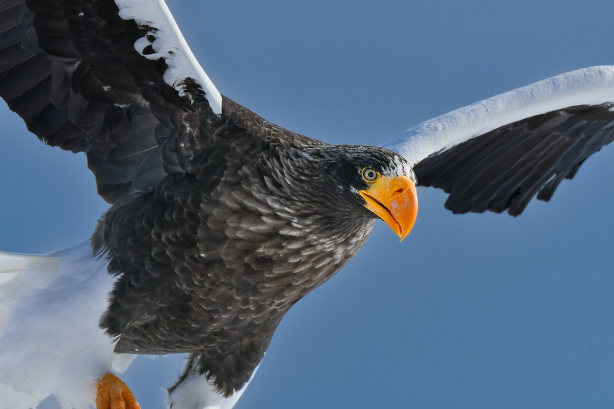 Steller's Sea-Eagle - ML641145701