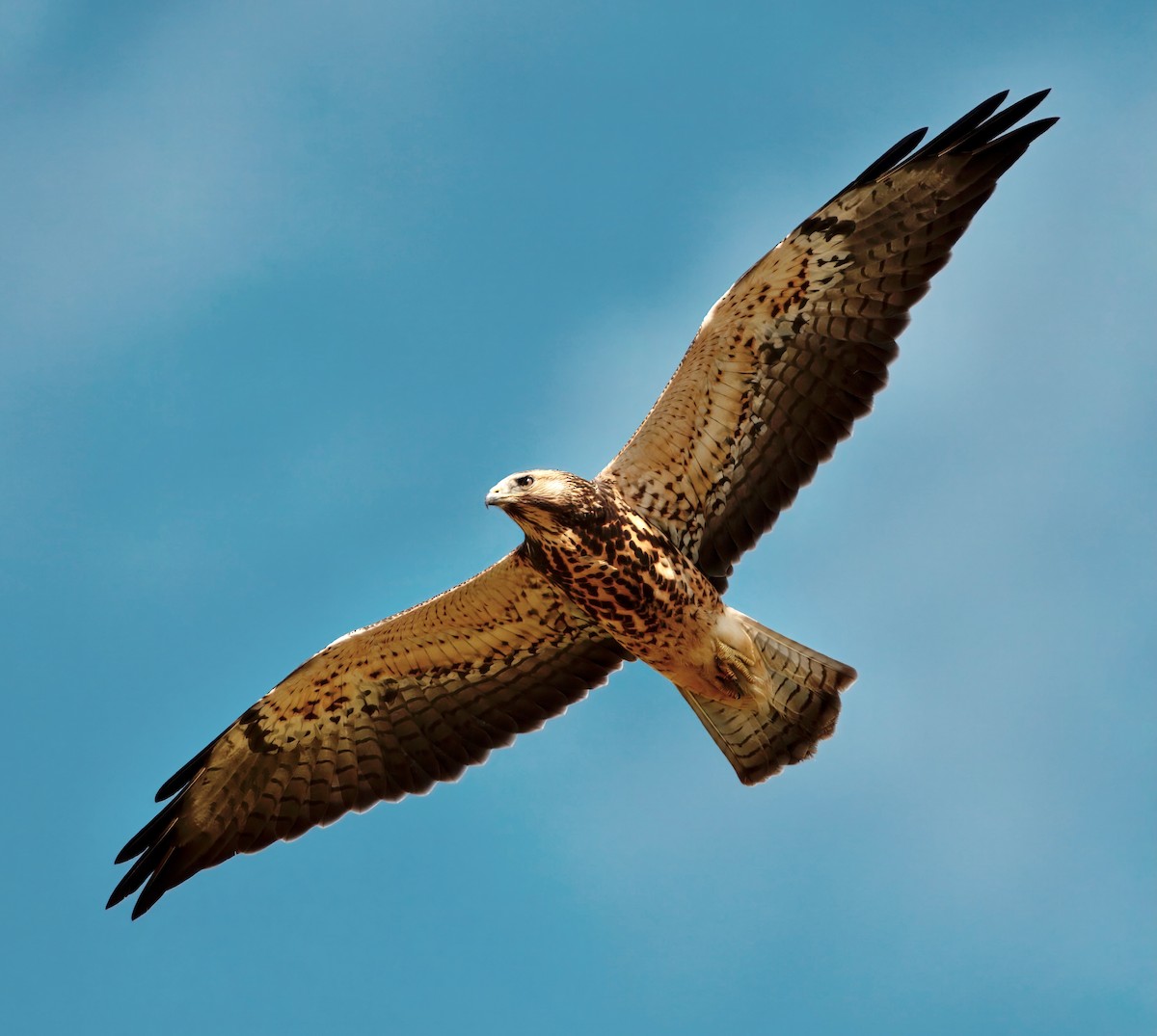 Swainson's Hawk - ML641145715
