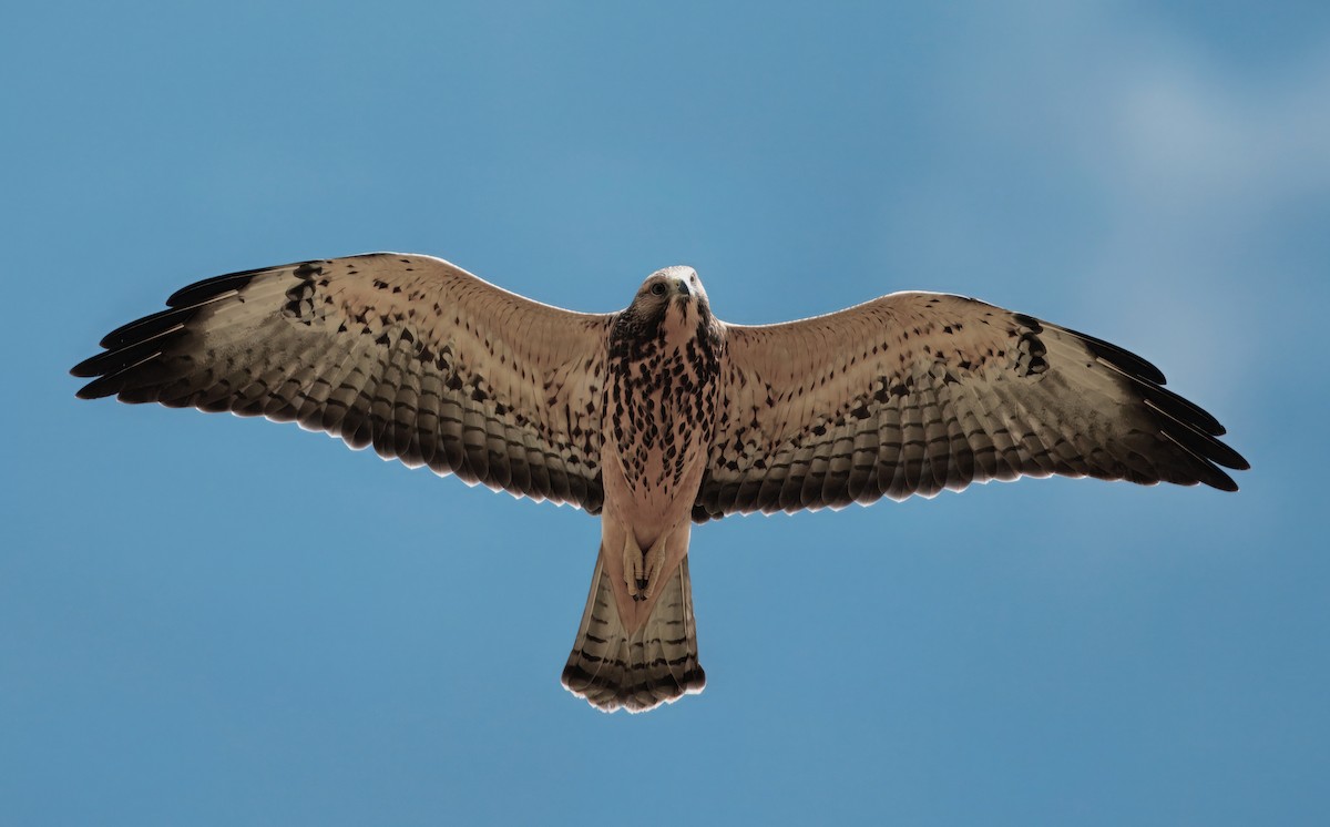 Swainson's Hawk - ML641145716