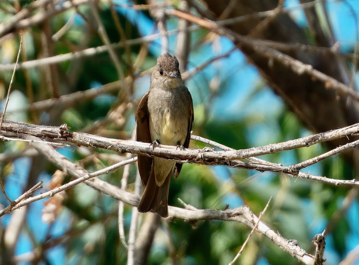 Western Wood-Pewee - ML641145747
