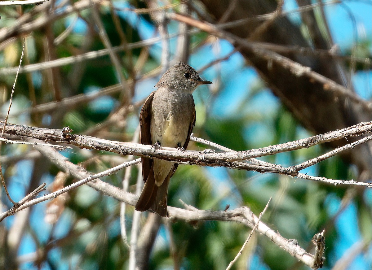 Western Wood-Pewee - ML641145748