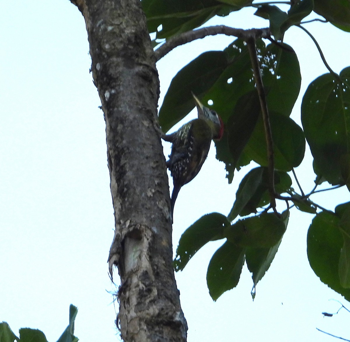 Streak-breasted Woodpecker - ML641145756