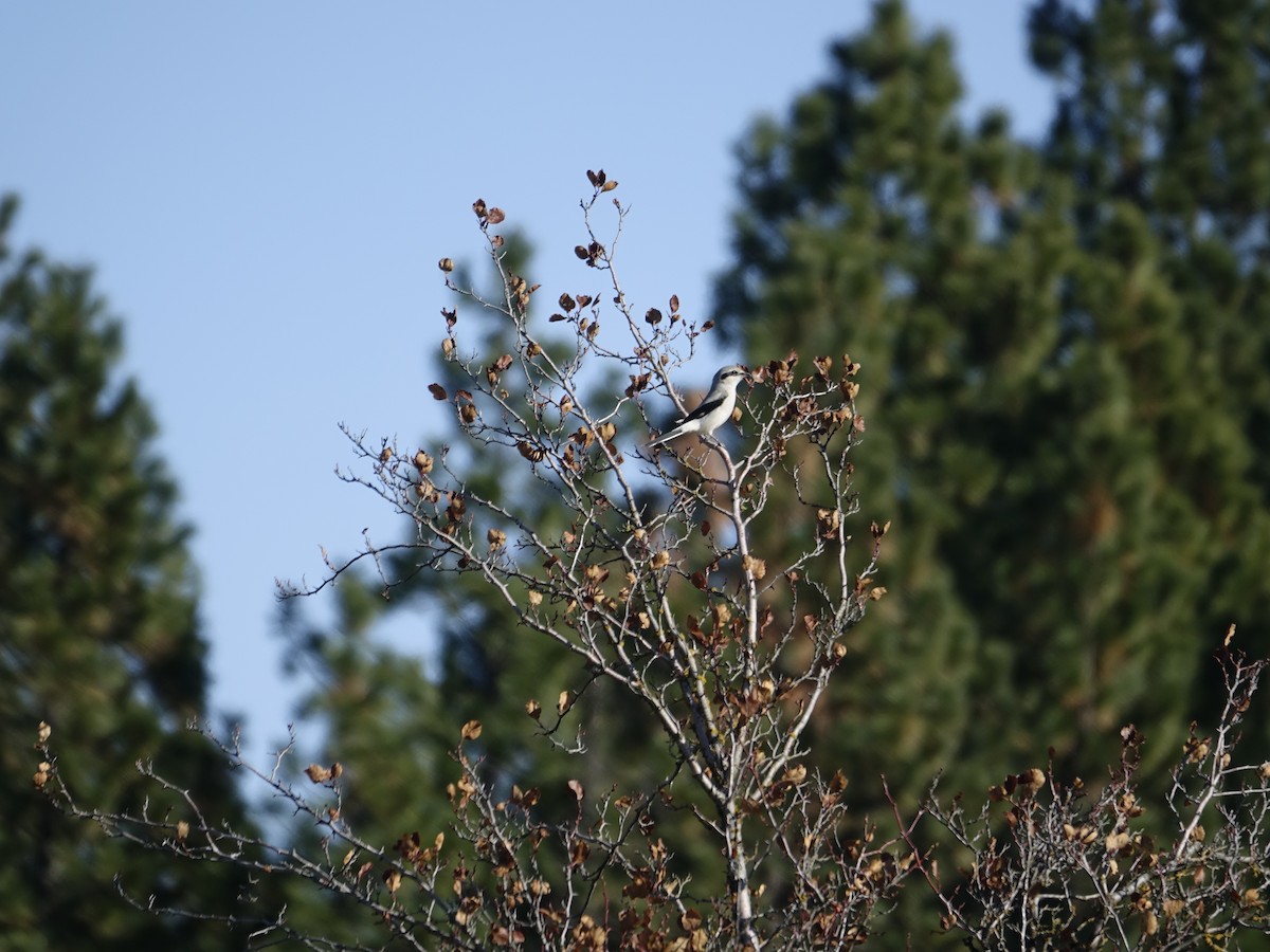 Northern Shrike - ML641145774
