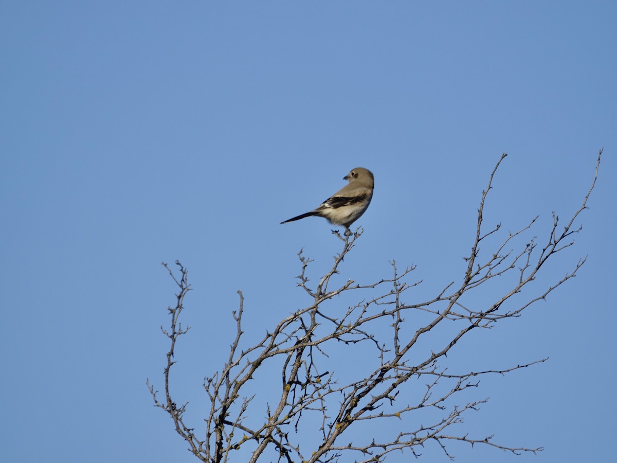 Northern Shrike - ML641145781