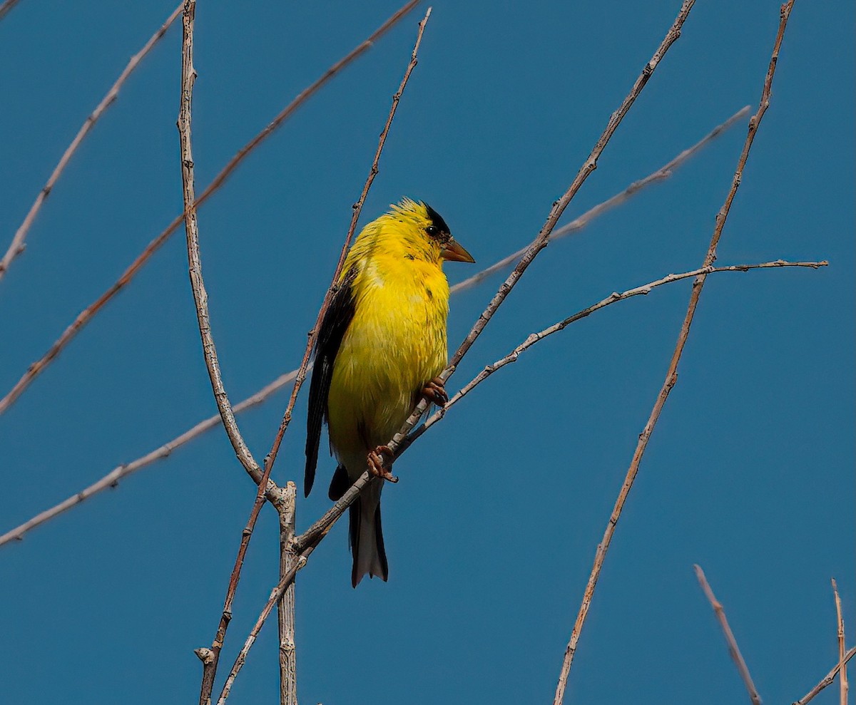American Goldfinch - ML641145782