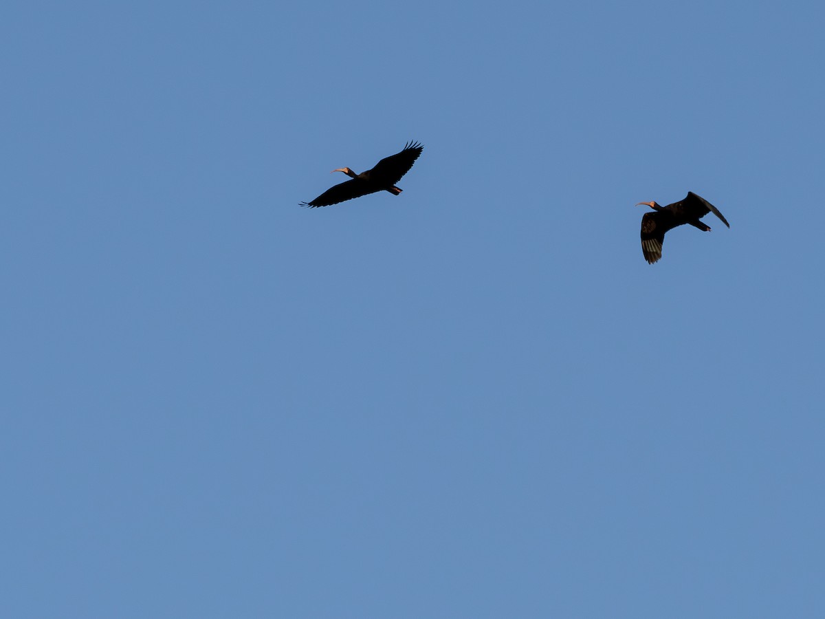Bare-faced Ibis - ML641145790