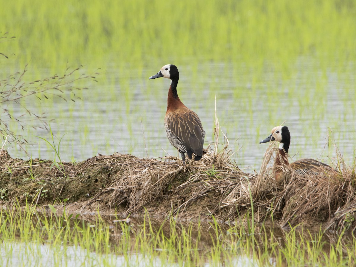 White-faced Whistling-Duck - ML641145823