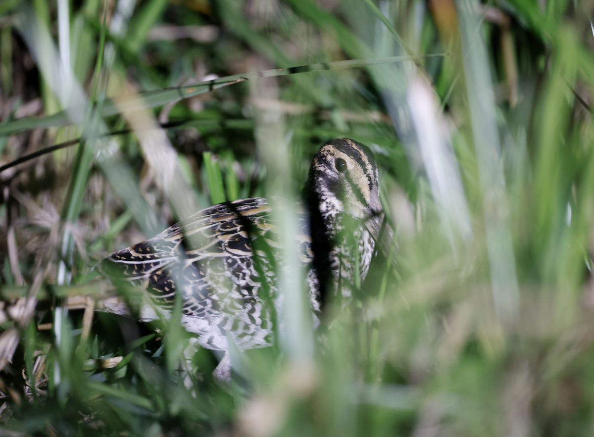 Giant Snipe - ML641145828