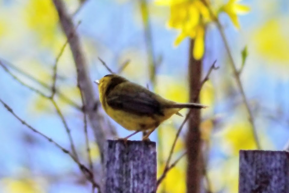 Wilson's Warbler - ML641145832