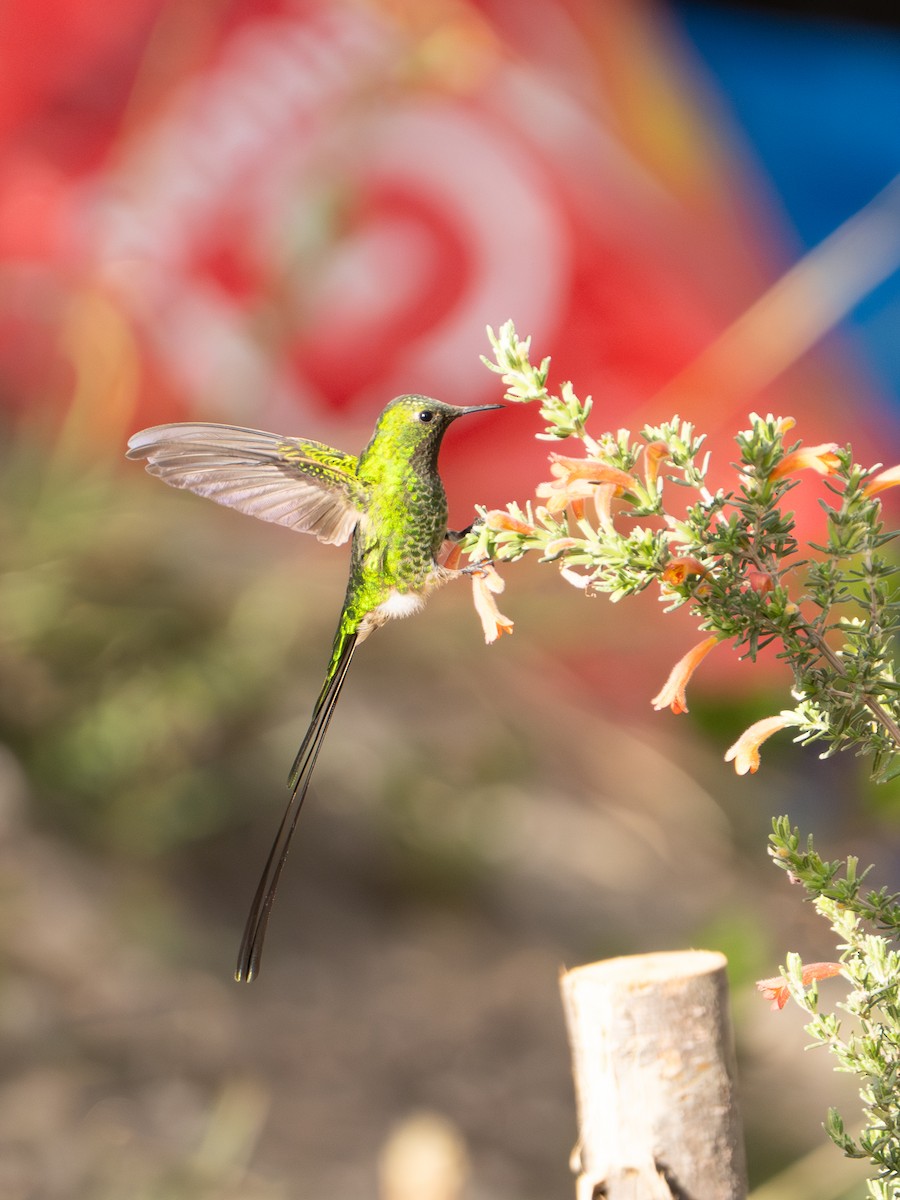 Green-tailed Trainbearer - ML641145840