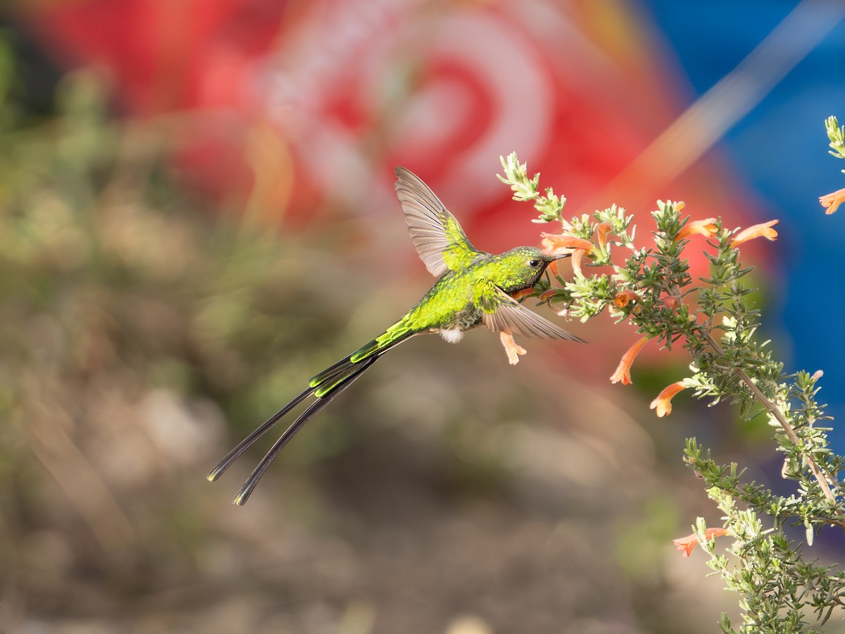 Green-tailed Trainbearer - ML641145841