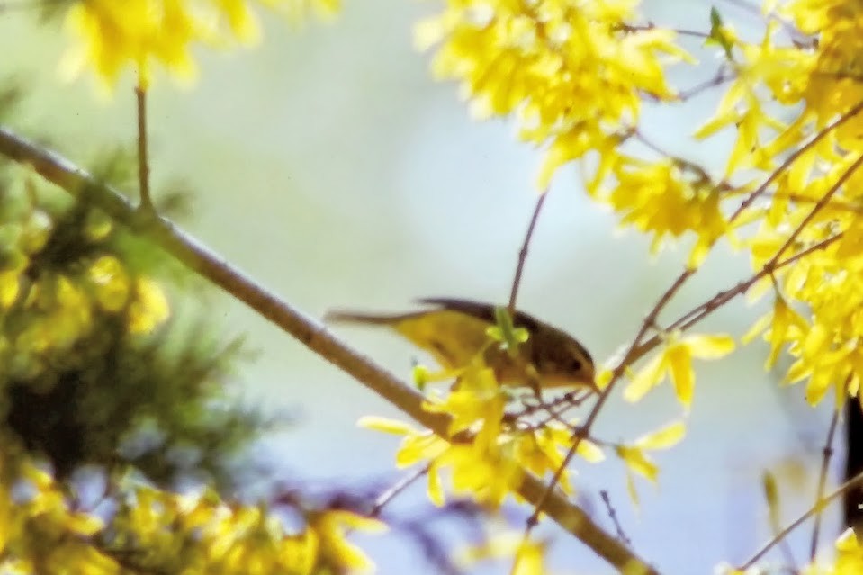 Wilson's Warbler - ML641145844