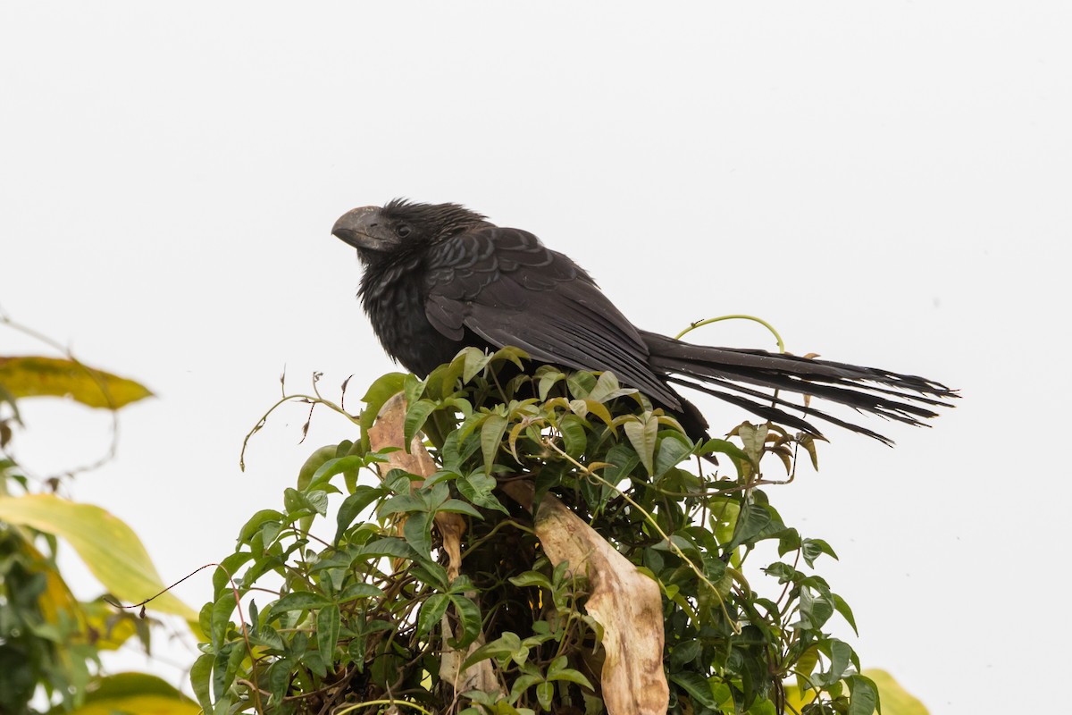 Smooth-billed Ani - ML641145865