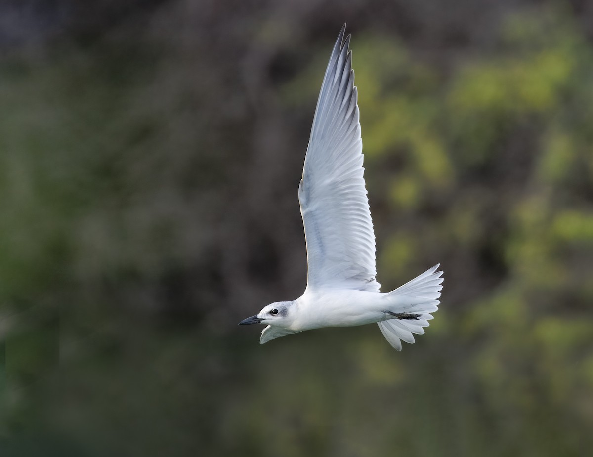 Gull-billed Tern - ML641145866
