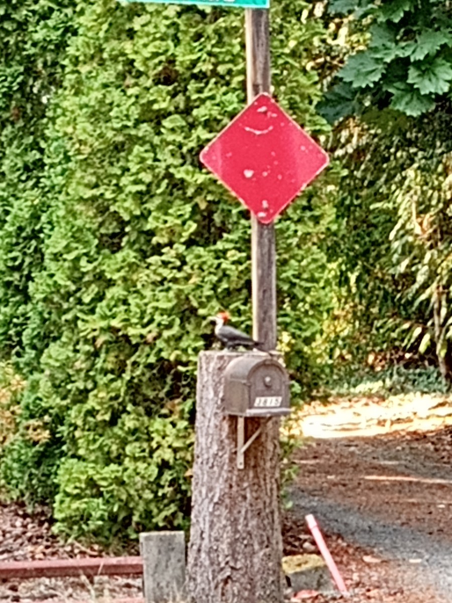 Pileated Woodpecker - ML641145898