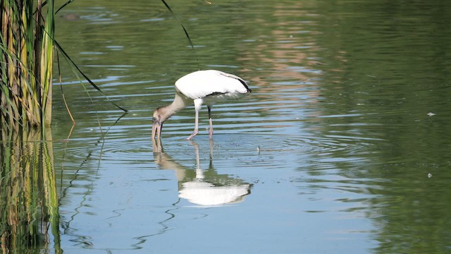 Wood Stork - ML641145910