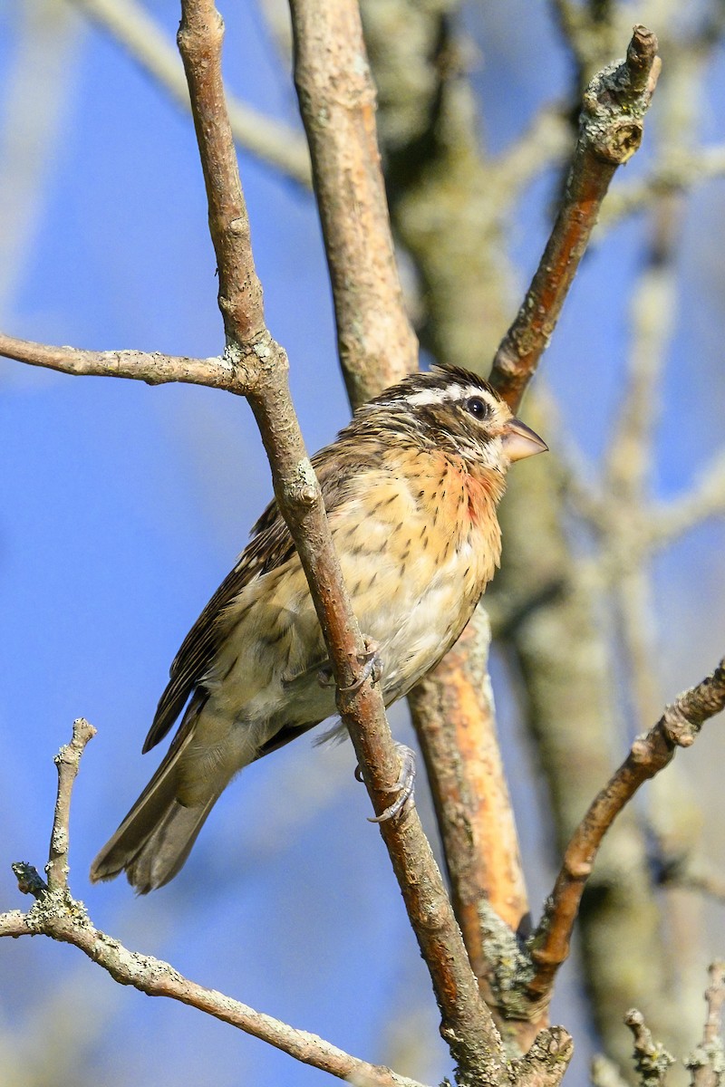 Rose-breasted Grosbeak - ML641145920