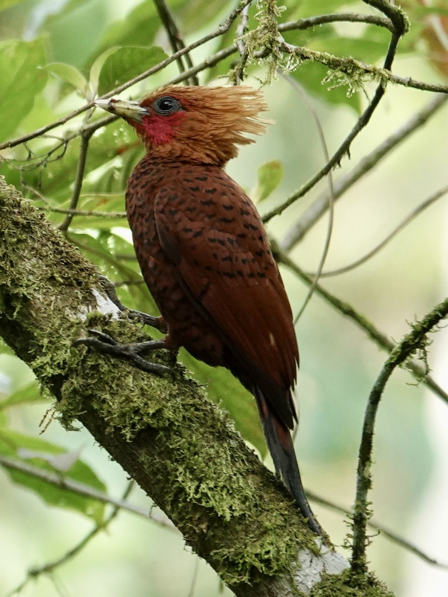 Chestnut-colored Woodpecker - ML641145926