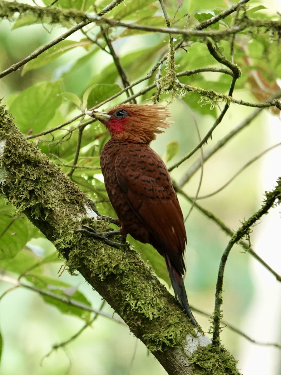 Chestnut-colored Woodpecker - ML641145927