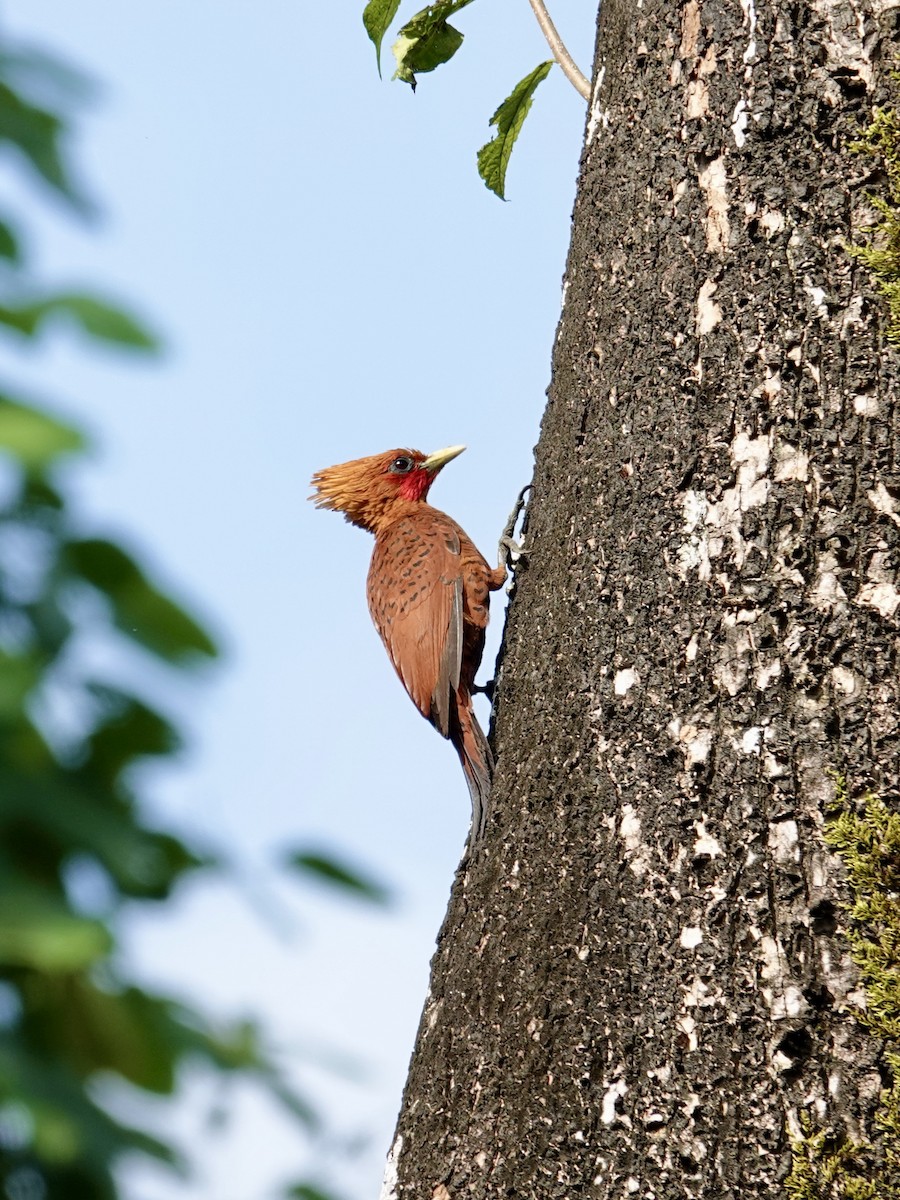 Chestnut-colored Woodpecker - ML641145928