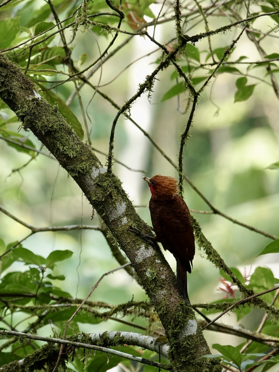 Chestnut-colored Woodpecker - ML641145929