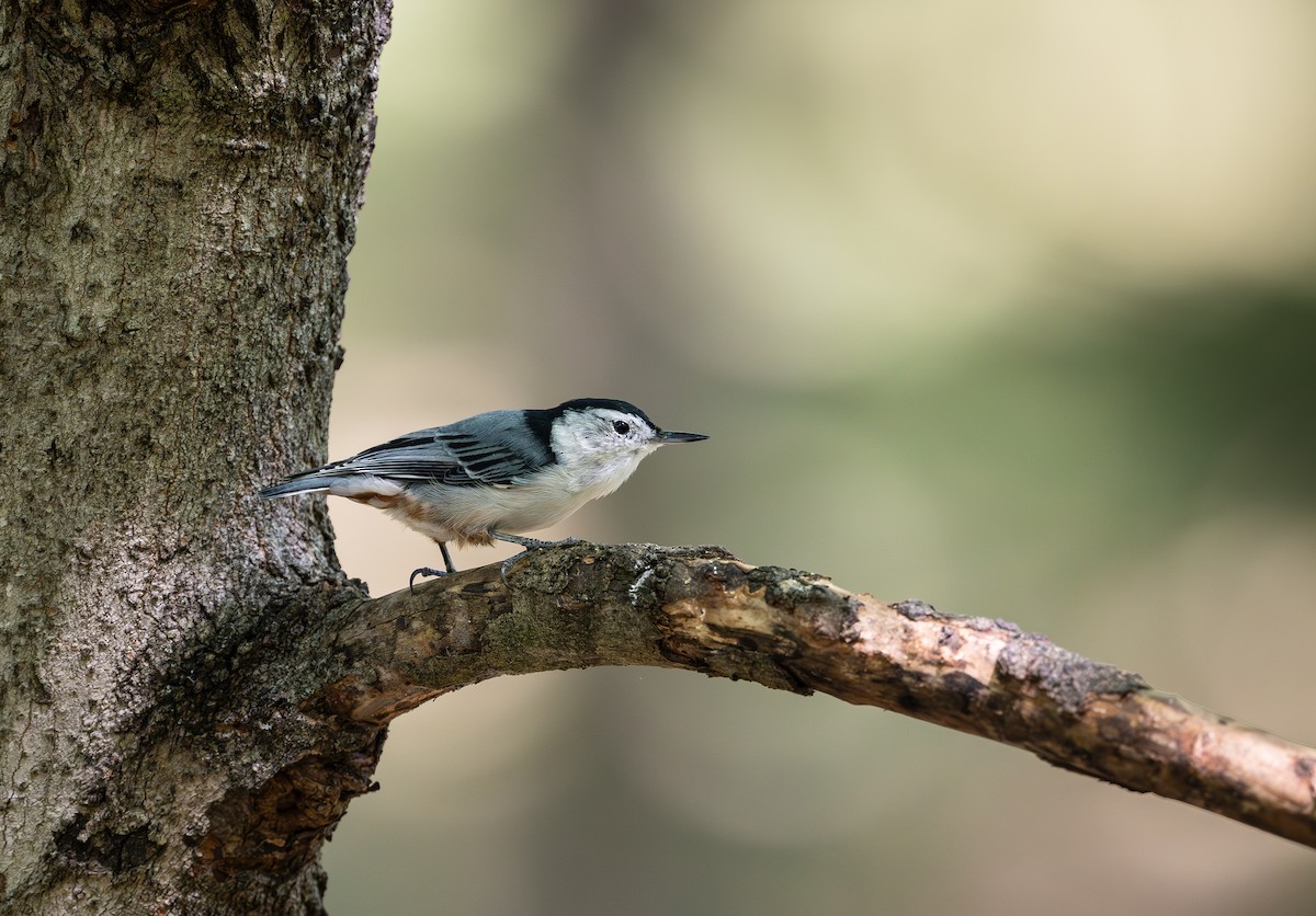 White-breasted Nuthatch - ML641145937