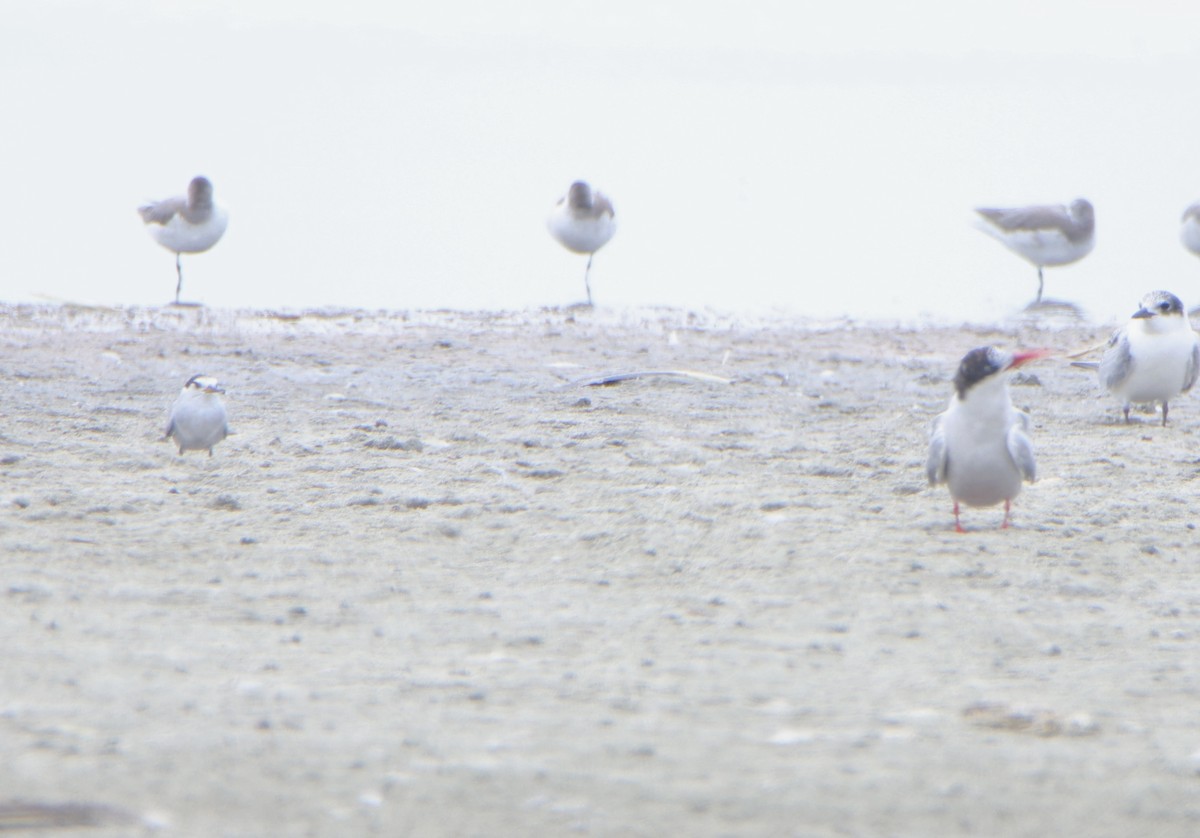 Peruvian Tern - ML641145939