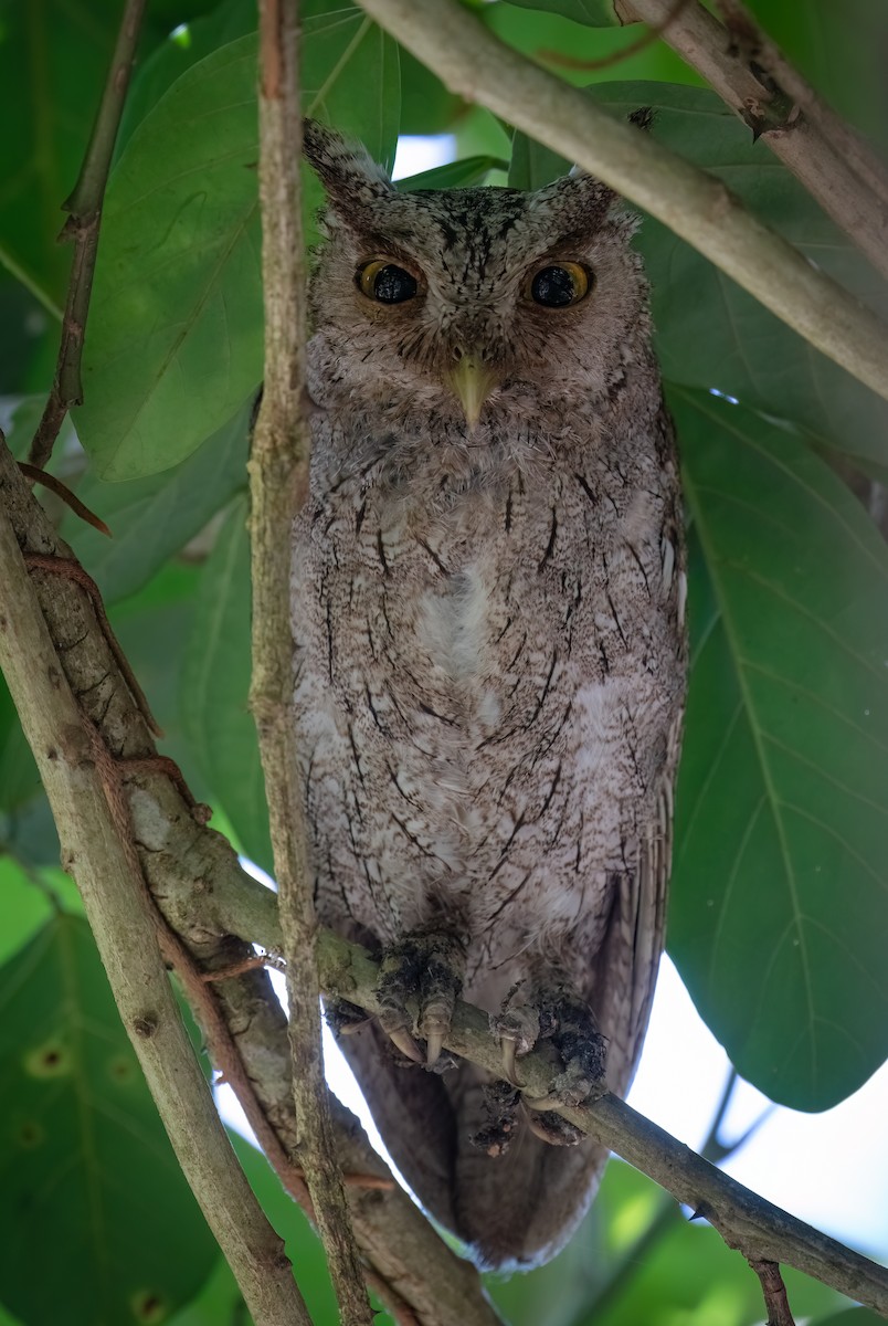 Pacific Screech-Owl - ML641145941