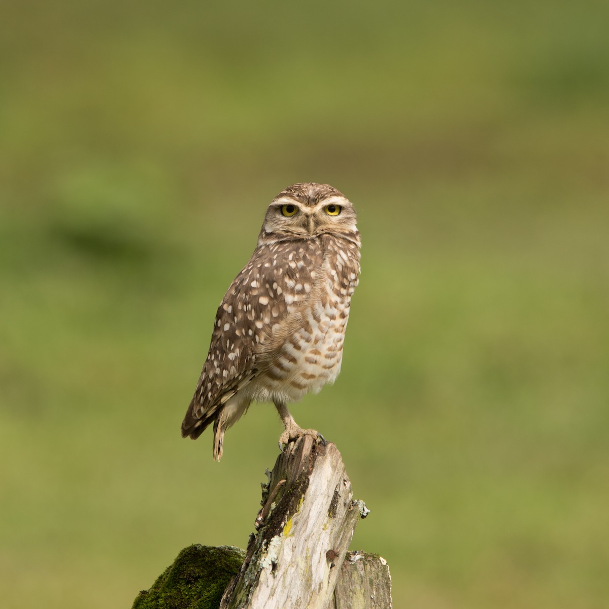 Burrowing Owl - ML641145945