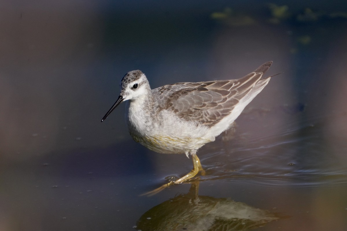 Wilson's Phalarope - ML641145966