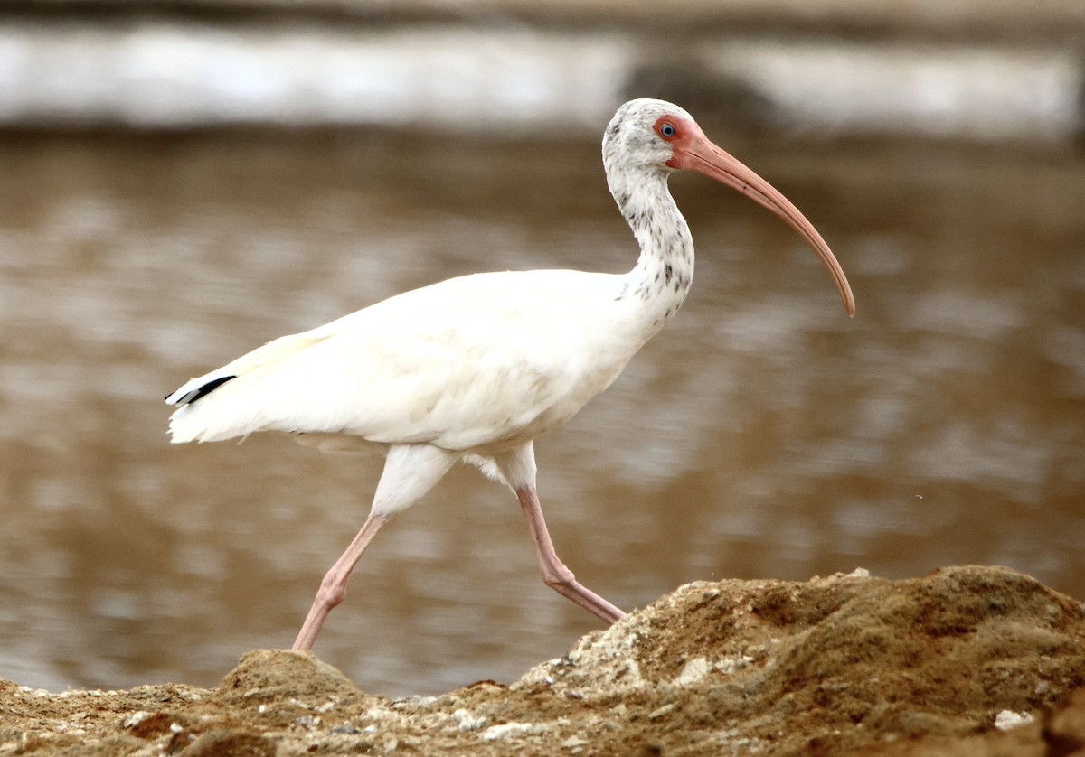 Ibis Blanco - ML641145967