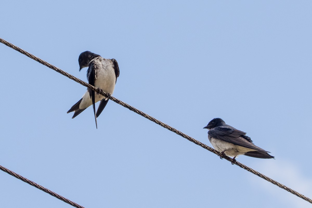 Gray-breasted Martin - ML641145971
