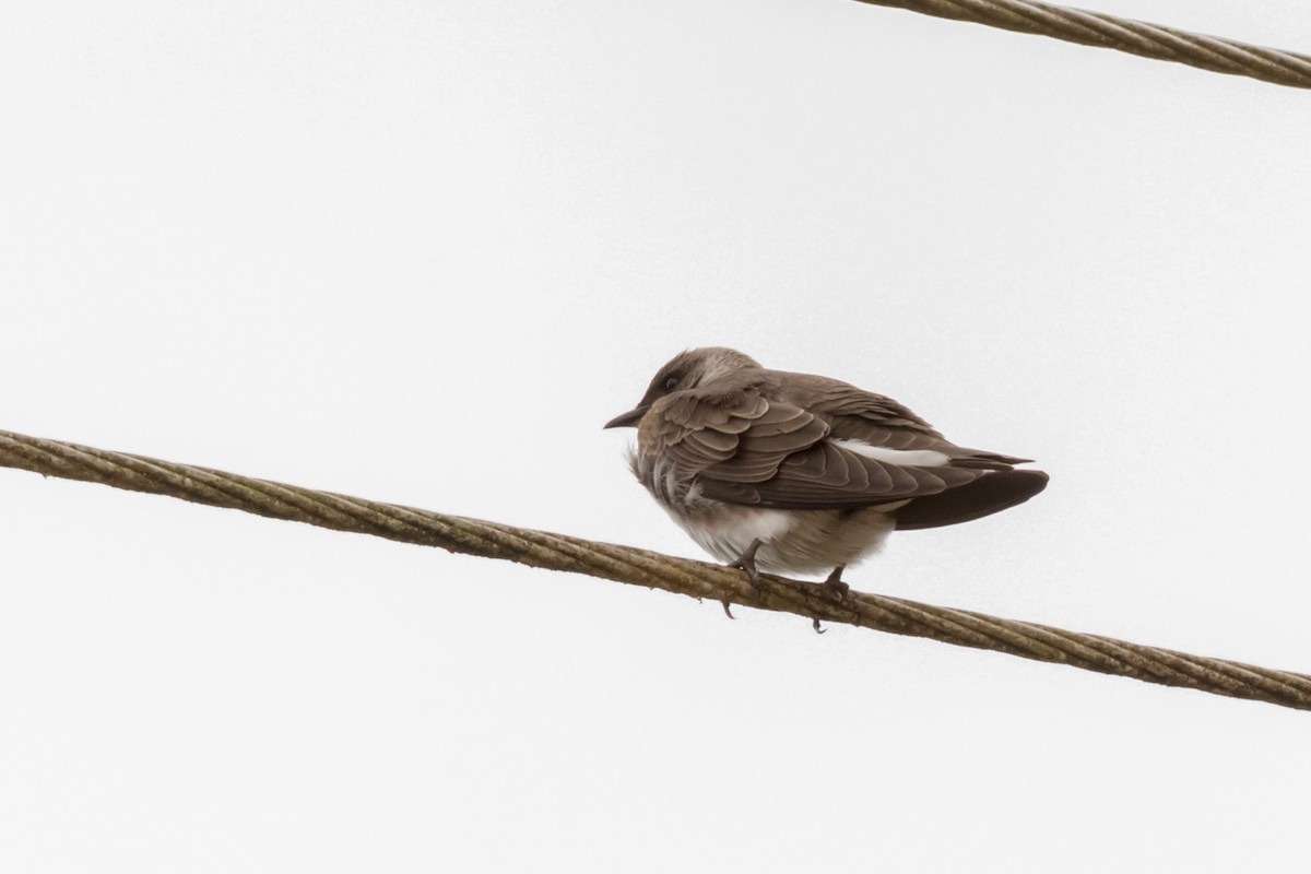 Brown-chested Martin - ML641145987