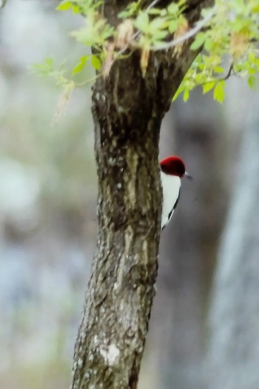 Red-headed Woodpecker - ML641145992